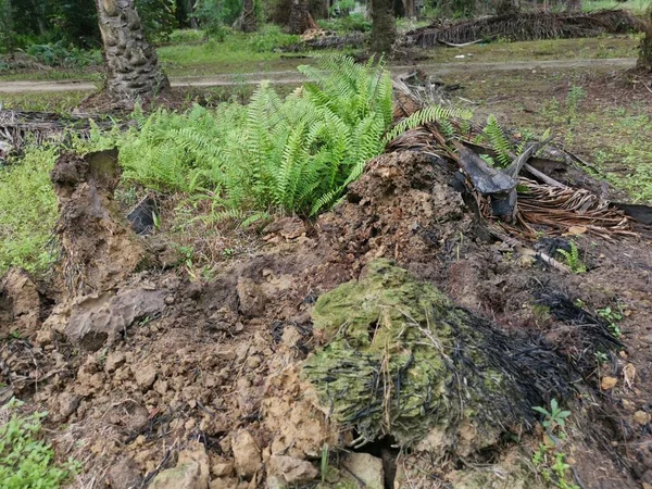 Palma Aceitera Descomposición Podrida Plantación —  Fotos de Stock