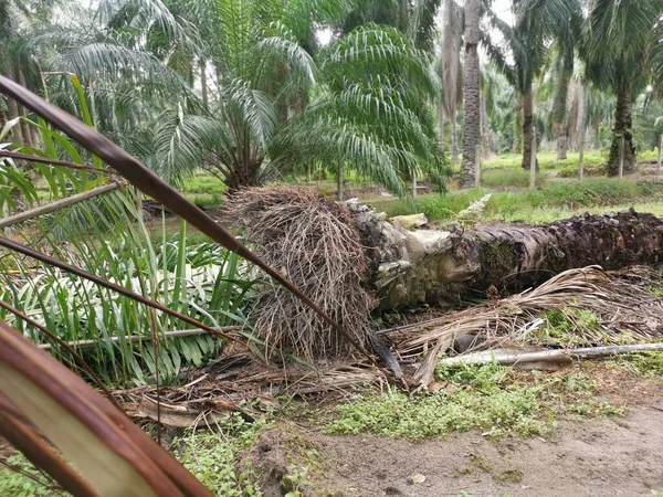Gnijące Lub Gnijące Palmy Olejowe Plantacji — Zdjęcie stockowe