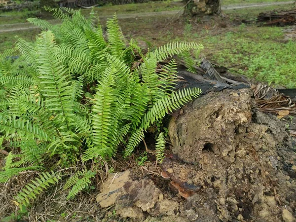 Palmier Huile Pourrissant Pourrissant Plantation — Photo