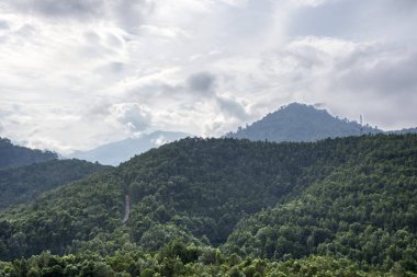 Agarwood Ormanı 'nın manzara manzarası.
