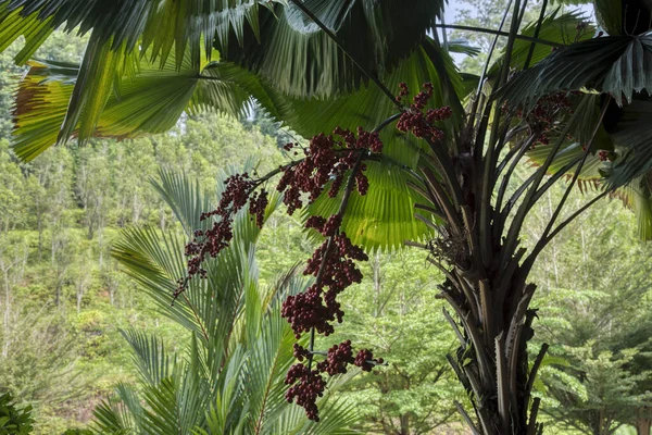 cluster of the palas palm fruit tree