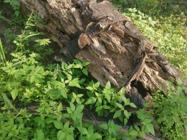 Hurma dalının çürümüş dokusu.