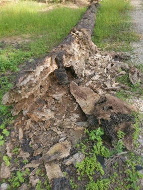 Hurma dalının çürümüş dokusu.