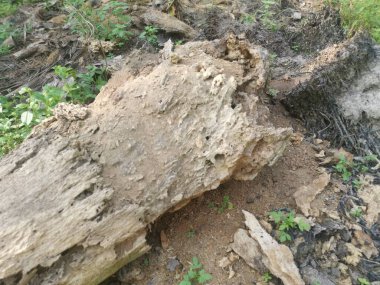 Hurma dalının çürümüş dokusu.