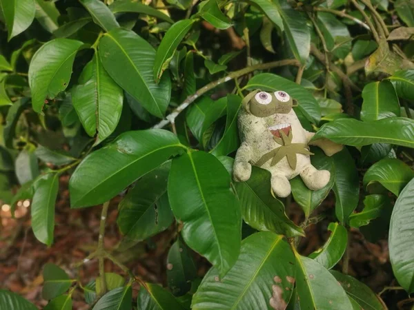 马来西亚 波拉克 2022年10月11日 一个脏兮兮的青蛙软玩具被扔在Kg Koh垃圾箱的浓密土地上 — 图库照片