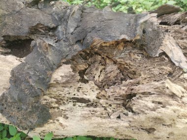 Hurma dalının çürümüş dokusu.