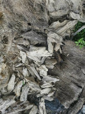 Hurma dalının çürümüş dokusu.