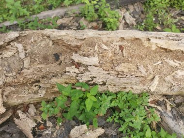 Hurma dalının çürümüş dokusu.