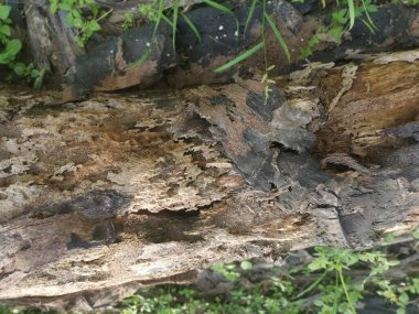 Hurma dalının çürümüş dokusu.