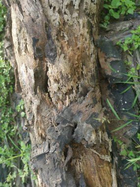 Hurma dalının çürümüş dokusu.