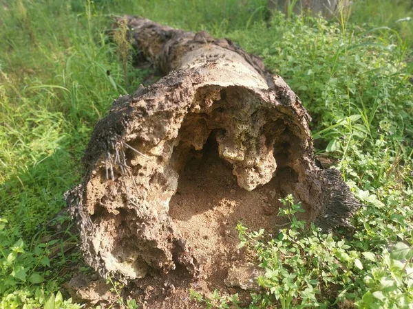 Struttura Del Tronco Palma Olio Decomposizione — Foto Stock