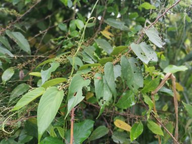 Ormandaki vahşi trema orientalis ağacı.