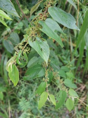 Ormandaki vahşi trema orientalis ağacı.