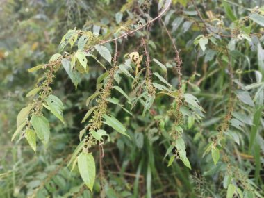 Ormandaki vahşi trema orientalis ağacı.