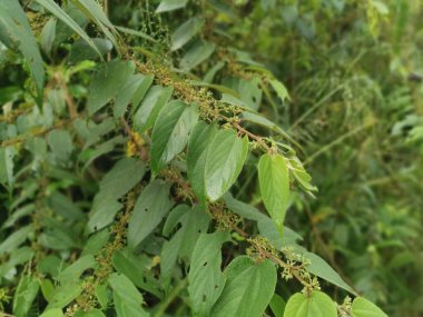 Ormandaki vahşi trema orientalis ağacı.