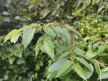 Ormandaki vahşi trema orientalis ağacı.