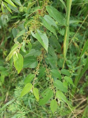 Ormandaki vahşi trema orientalis ağacı.