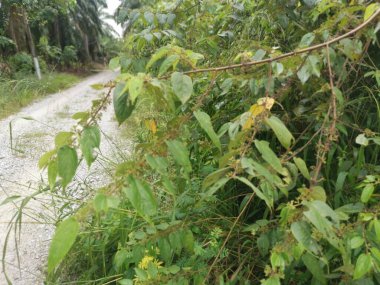 Ormandaki vahşi trema orientalis ağacı.