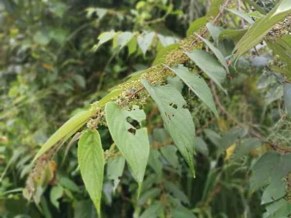 Trema Orientalis Silvestre Planta Árbol Bosque — Foto de Stock