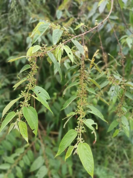 Trema Orientalis Silvestre Planta Árbol Bosque —  Fotos de Stock