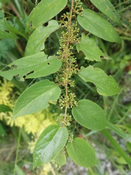 Wilde Trema Orientalis Boom Plant Het Bos — Stockfoto