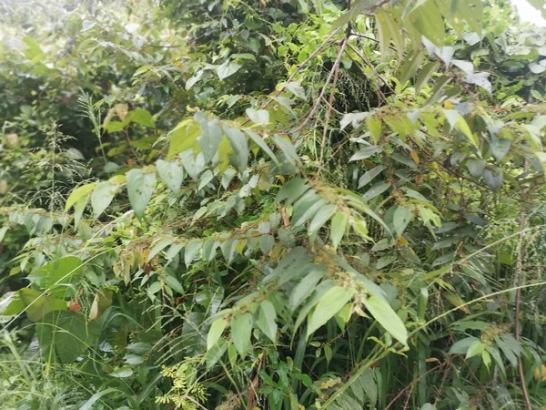 Wild Trema Orientalis Baumpflanze Wald — Stockfoto