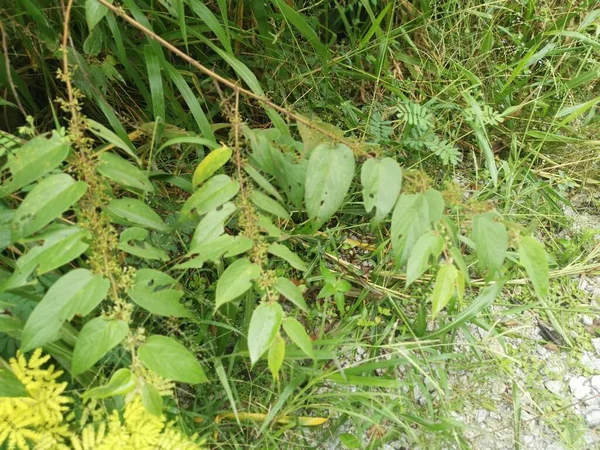 Trema Orientalis Tree Plant — 스톡 사진