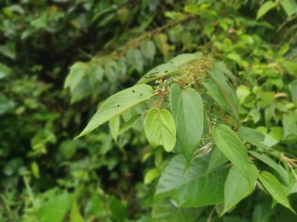 Trema Orientalis Silvestre Planta Árbol Bosque —  Fotos de Stock
