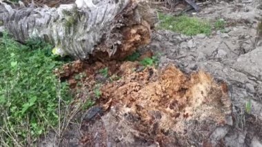 Çürümüş bir hurma gövdesi, çayırda duruyordu.