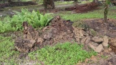 Çürümüş bir hurma gövdesi, çayırda duruyordu.