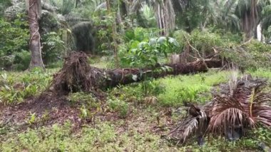 Çürümüş bir hurma gövdesi, çayırda duruyordu.