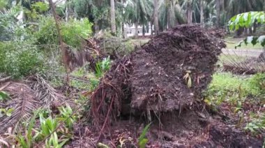 Çürümüş bir hurma gövdesi, çayırda duruyordu.