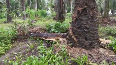 Çürümüş bir hurma gövdesi, çayırda duruyordu.