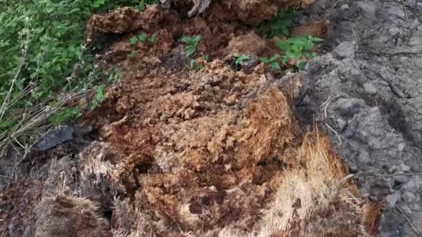 Tronco Palmeira Óleo Decomposto Deitado Prado — Vídeo de Stock