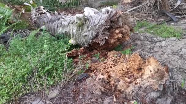 腐烂的油棕榈树树干躺在草地上 — 图库视频影像