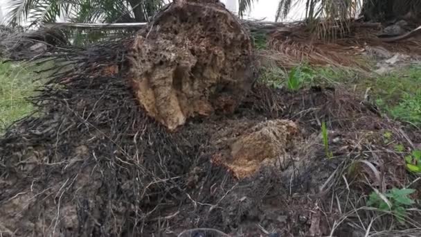 Разложившийся Ствол Пальмы Лугу — стоковое видео