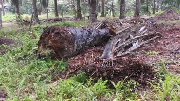 腐烂的油棕榈树树干躺在草地上 — 图库视频影像