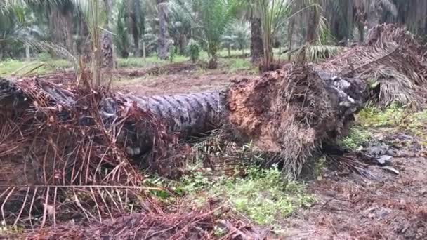 Förruttnad Olja Palm Trunk Ligger Ängen — Stockvideo