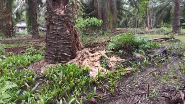 Ontbonden Palmboom Boomstam Liggend Het Weitje — Stockvideo