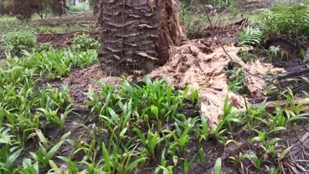 Ontbonden Palmboom Boomstam Liggend Het Weitje — Stockvideo
