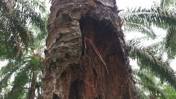 Tronco Palma Aceitera Descompuesto Acostado Prado — Vídeos de Stock