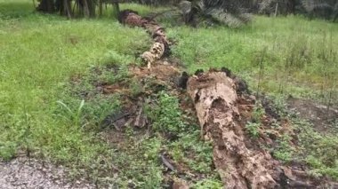 Çürümüş bir hurma gövdesi, çayırda duruyordu.