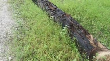 Çürümüş bir hurma gövdesi, çayırda duruyordu.