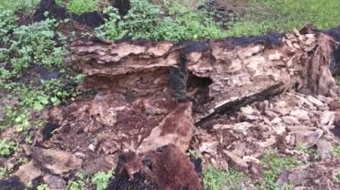 Çürümüş bir hurma gövdesi, çayırda duruyordu.