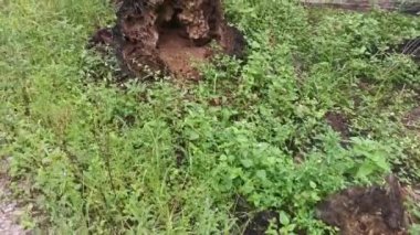 Çürümüş bir hurma gövdesi, çayırda duruyordu.