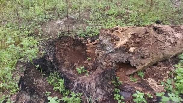 Baumstamm Einer Verwesenden Ölpalme Liegt Auf Der Wiese — Stockvideo