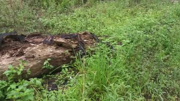 Tronco Palmeira Óleo Decomposto Deitado Prado — Vídeo de Stock