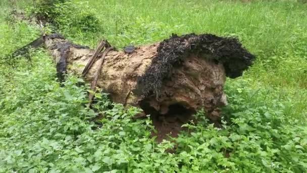 Decomposed Oil Palm Tree Trunk Lying Meadow — Stock Video