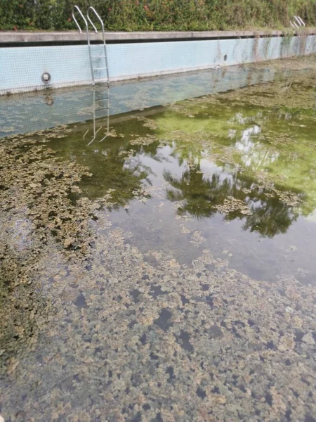 Piscina Exterior Não Mantida Com Algas Flutuando Superfície Água — Fotografia de Stock