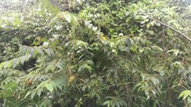 Ormandaki vahşi trema orientalis ağacı.